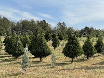 Shell's Christmas Tree Farm