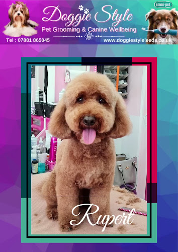 Reviews of Doggie Style Pet Grooming & Canine Wellbeing in Leeds - Dog trainer