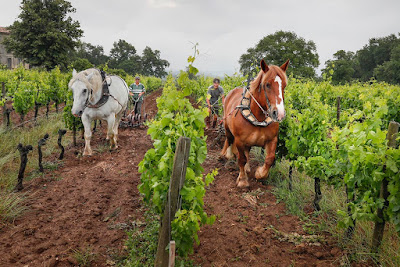 Château le Puy - Famille Amoreau à Saint-Cibard