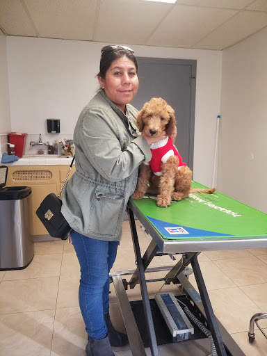 Downey Veterinary Hospital image