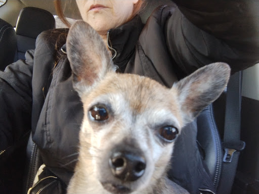 Pet Supply Store «Pet Supplies Plus», reviews and photos, 29493 W Seven Mile Rd, Livonia, MI 48152, USA