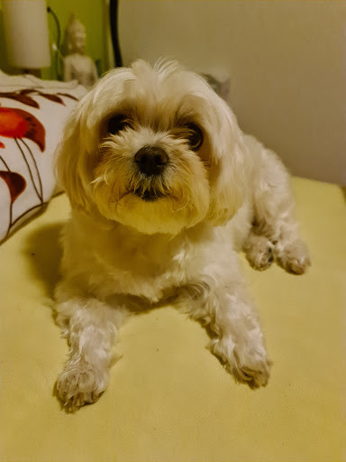 Dr.med.vet. Martina Renninger unter Calw, 