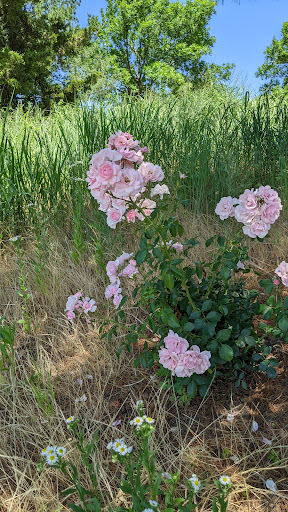 Park «Danehy Park», reviews and photos, 99 Sherman St, Cambridge, MA 02138, USA