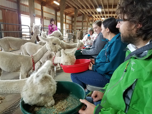 Livestock Breeder «Alpacas at Marquam Hill Ranch», reviews and photos, 35835 OR-213, Molalla, OR 97038, USA