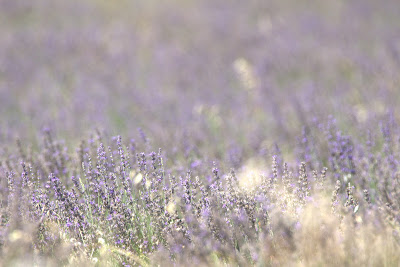 Les plantes aromatiques de Lussan à Lussan