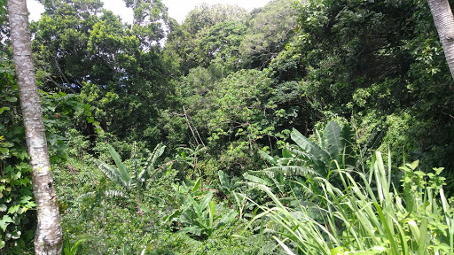 Jungla de Panama Wildlife Refuge