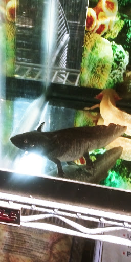 Pet Store «Pets World», reviews and photos, 147 Bridge St, Weymouth, MA 02191, USA