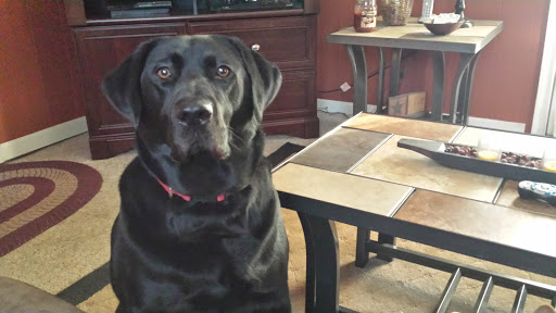 Public Golf Course «Neshaminy Valley Golf Club - OPEN to PUBLIC», reviews and photos, 440 Almshouse Rd, Richboro, PA 18954, USA