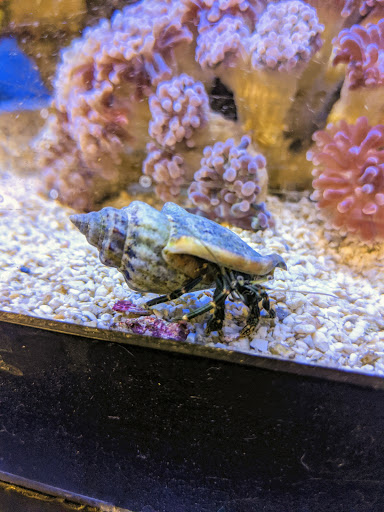 Pet Supply Store «Petco Animal Supplies», reviews and photos, 9230 Old Keene Mill Rd b, Burke, VA 22015, USA