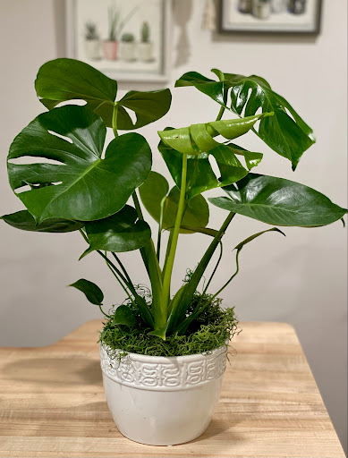 Florist «Florist Of Covington», reviews and photos, 2640 N Hwy 190, Covington, LA 70433, USA