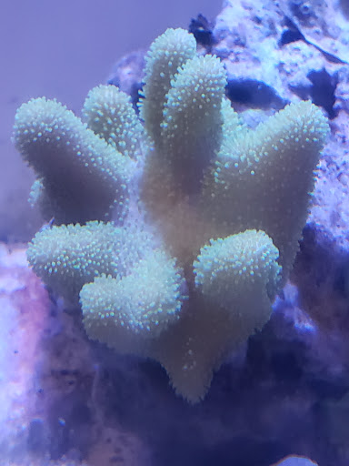 Tropical Fish Store «Saltwater Island», reviews and photos, 15214 Manchester Rd, Ballwin, MO 63011, USA