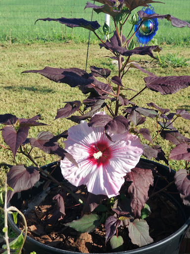 Plant Nursery «Guerin Nursery and Boutique», reviews and photos, 1418 Fall Creek Hwy, Granbury, TX 76049, USA