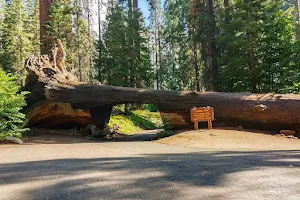 Keifer's Giant Sequoia Tours image