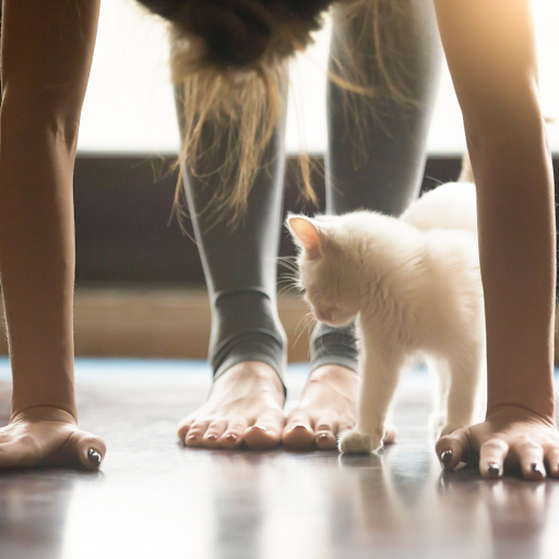 Frisky Business Palm Springs Cat Cafe image