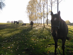 Dierenarts Greet Verheyden