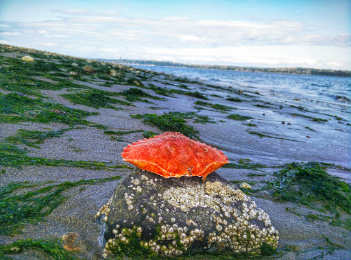 Tourist Attraction «Tillicum Village», reviews and photos, Blake Island, Port Orchard, WA 98366, USA