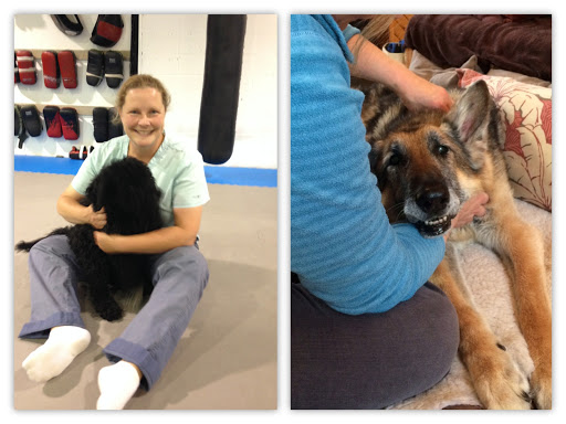 Paws in Motion Canine Rehabilitation image
