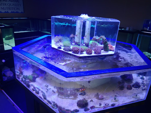Tropical Fish Store «Aqualinks», reviews and photos, 1913 NE 14th St #104, Ocala, FL 34470, USA
