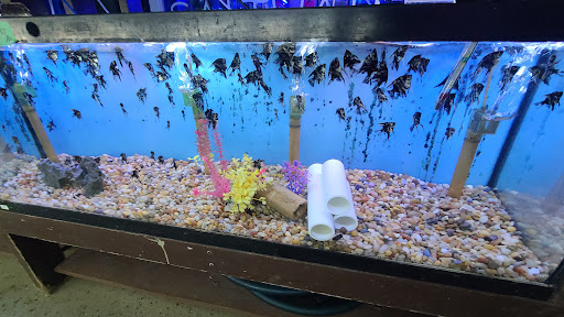 Pet Store «Forest Lake Pets», reviews and photos, 120 Lake St N, Forest Lake, MN 55025, USA