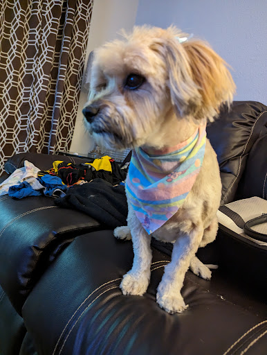 Michele's All Breed Grooming