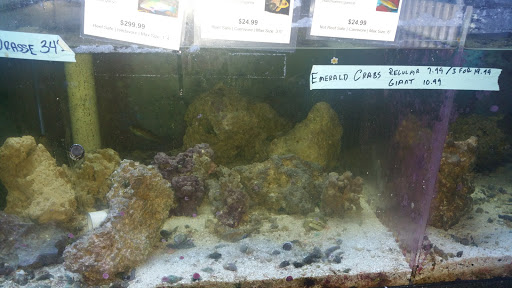 Tropical Fish Store «The Fish Store», reviews and photos, 2050 Chamblee Tucker Rd, Chamblee, GA 30341, USA