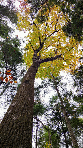 Nature Preserve «Mianus River Gorge Preserve», reviews and photos, 167 Mianus River Rd, Bedford, NY 10506, USA