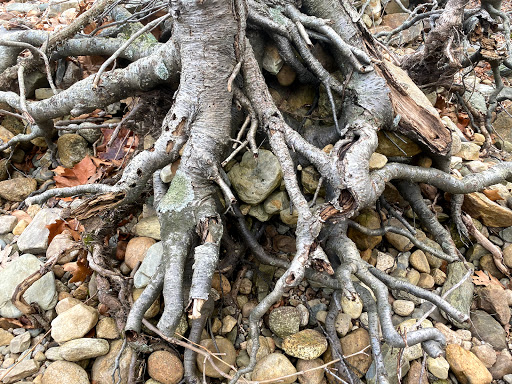 Park «Blackstone River State Park», reviews and photos, Lower River Rd, Lincoln, RI 02865, USA