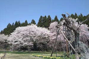 釜の越桜 image
