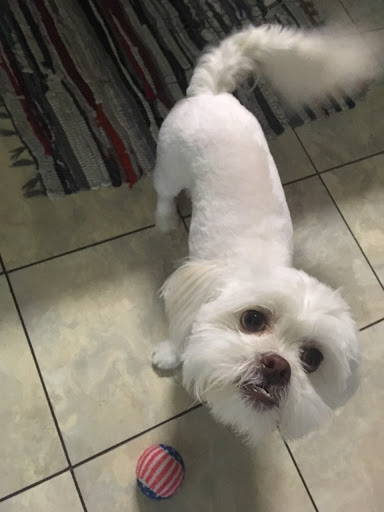 Pet Supply Store «Pet Supplies Plus», reviews and photos, 6101 Stellhorn Rd, Fort Wayne, IN 46815, USA