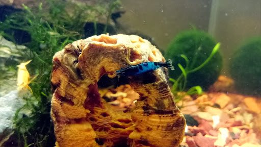 Pet Store «Pet Town», reviews and photos, 7804 Florence Ave, Downey, CA 90240, USA