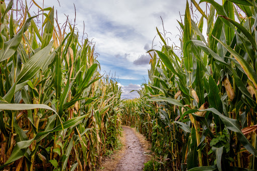 Hampton Corn Maze