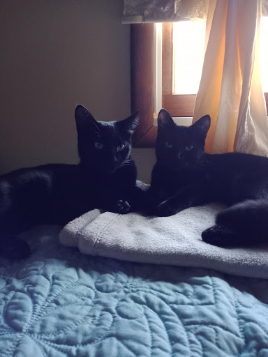 Pet Store «Picture Perfect Pet Center», reviews and photos, 1374 N Baldwin Ave, Marion, IN 46952, USA