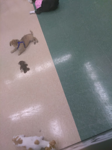 Pet Supply Store «Petco Animal Supplies», reviews and photos, 1753 St Lucie W Blvd, Port St Lucie, FL 34986, USA