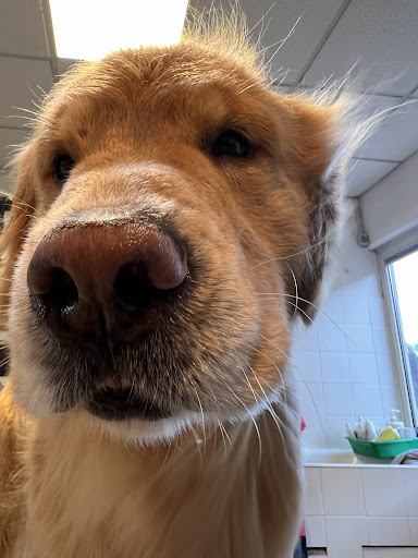 Pensioni per cani e dog hotel a sala del cane