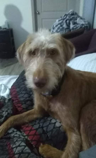 Pet Supply Store «Petco Animal Supplies», reviews and photos, 308 E Meighan Blvd, Gadsden, AL 35903, USA