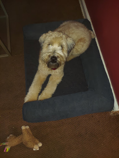 Pet Supply Store «Marine Dog Pet Supplies», reviews and photos, 1350 Hicksville Rd, Massapequa, NY 11758, USA