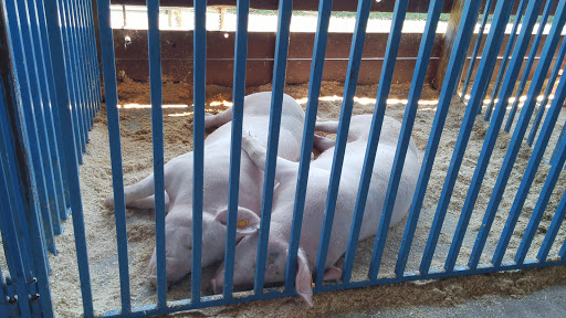 Fairground «Conservatory at the Sussex County Fairgrounds», reviews and photos, 37 Plains Rd, Augusta, NJ 07822, USA