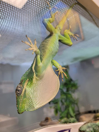 Pet Store «Friendly Pets», reviews and photos, 625 Friendly Center Rd, Greensboro, NC 27408, USA