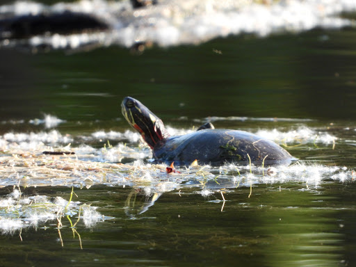 Nature Preserve «For-Mar Nature Preserve & Arboretum», reviews and photos, 2142 N Genesee Rd, Burton, MI 48509, USA