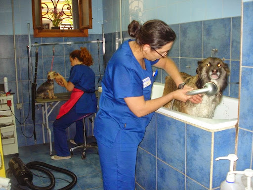 Veterinario En Valencia - Centro Médico Veterinario El Palau en Valencia