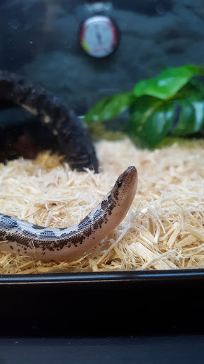 Pet Supply Store «Petco Animal Supplies», reviews and photos, 35860 Chester Rd, Avon, OH 44011, USA