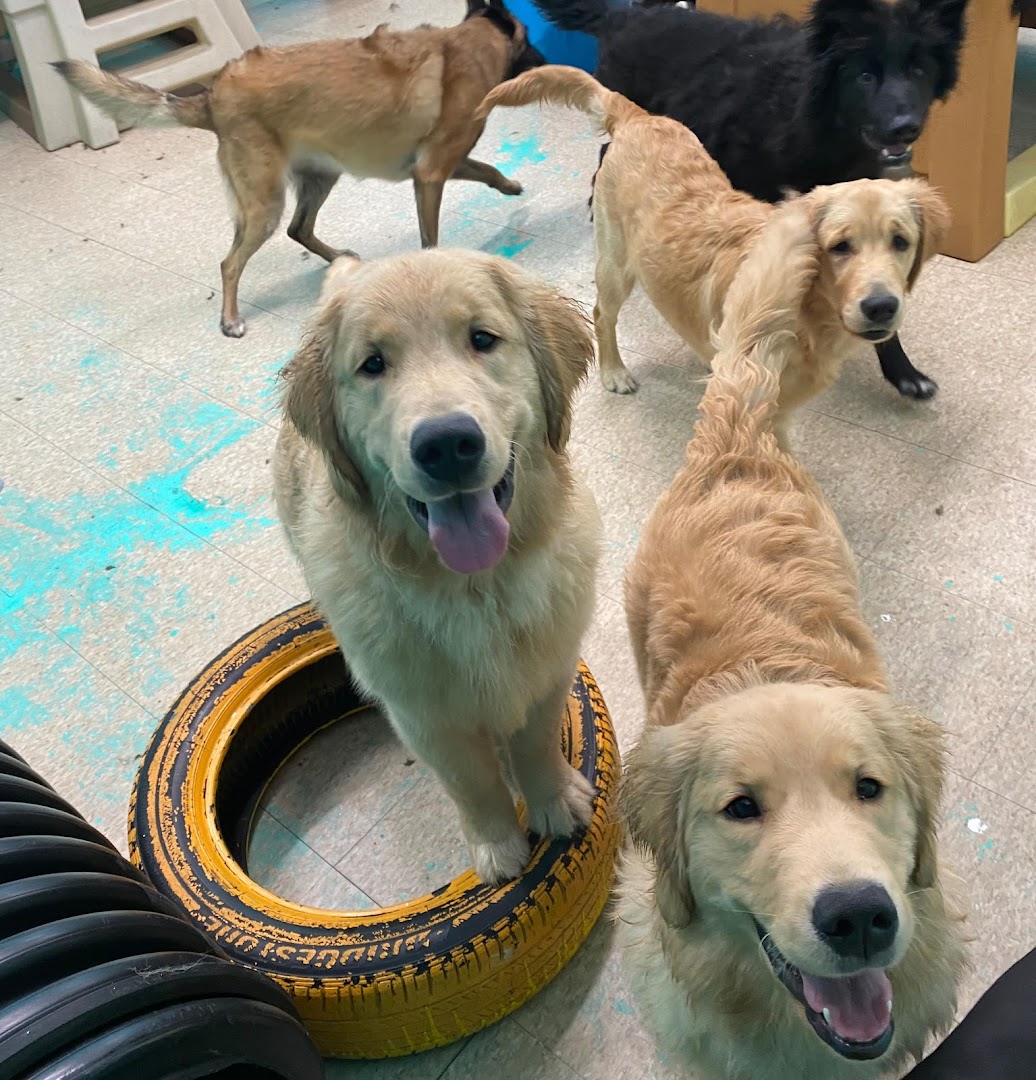 Doggy Day Care - An Enrichment Center
