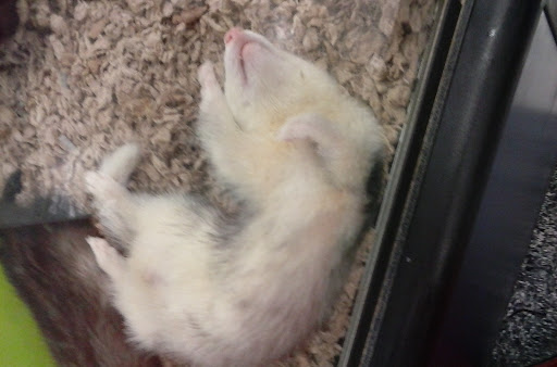 Pet Supply Store «Petco Animal Supplies», reviews and photos, 1500 N Town E Blvd, Mesquite, TX 75150, USA