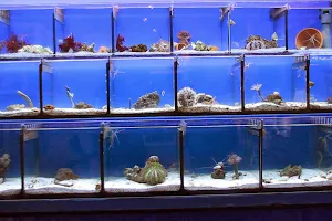 MeWaStore Meerwasseraquaristik image