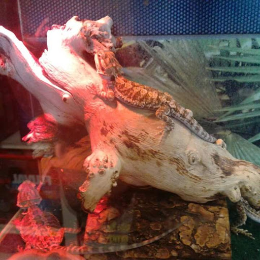 Pet Supply Store «PetSmart», reviews and photos, 278 New Britain Ave, Plainville, CT 06062, USA