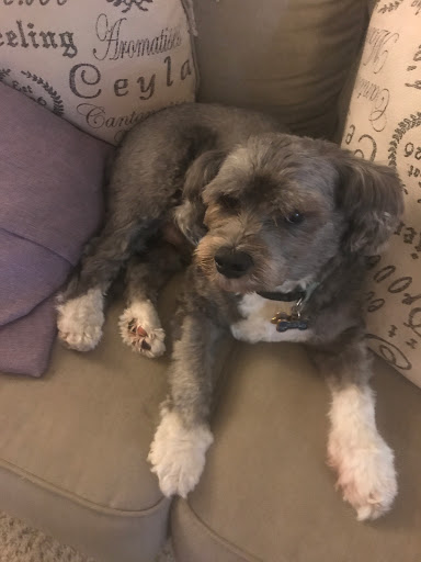 Pet Supply Store «PetSmart», reviews and photos, 1421 Carl D Silver Parkway, Fredericksburg, VA 22401, USA