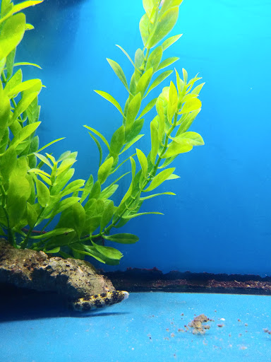 Pet Store «Fish Bowl Aquarium & Pet Mart», reviews and photos, 425 Pleasant St # 21, Fall River, MA 02721, USA