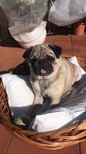 Pensioni per cani e dog hotel a Center Holiday Dog And Cat S.N.C.