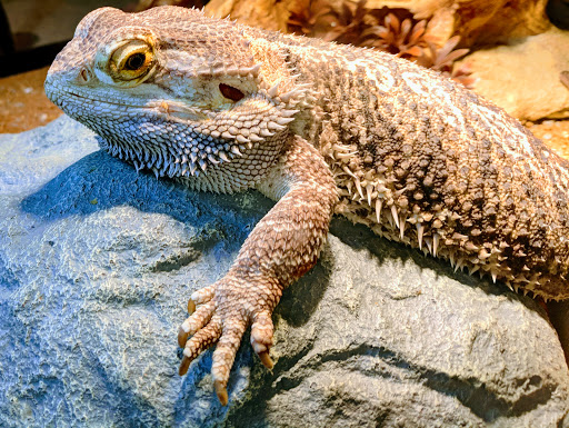 Museum «Discovery Place Nature», reviews and photos, 1658 Sterling Rd, Charlotte, NC 28209, USA