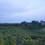 Photo n°1 de l'avis de Rosi.M fait le 10/08/2020 à 19:44 sur le  Agriturismo San Francesco à Valeggio sul Mincio